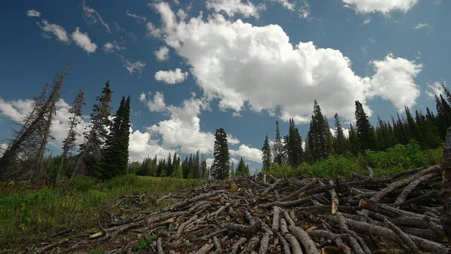 Logs Dispersed Throughout the Coniferous Woodland - Timelapse