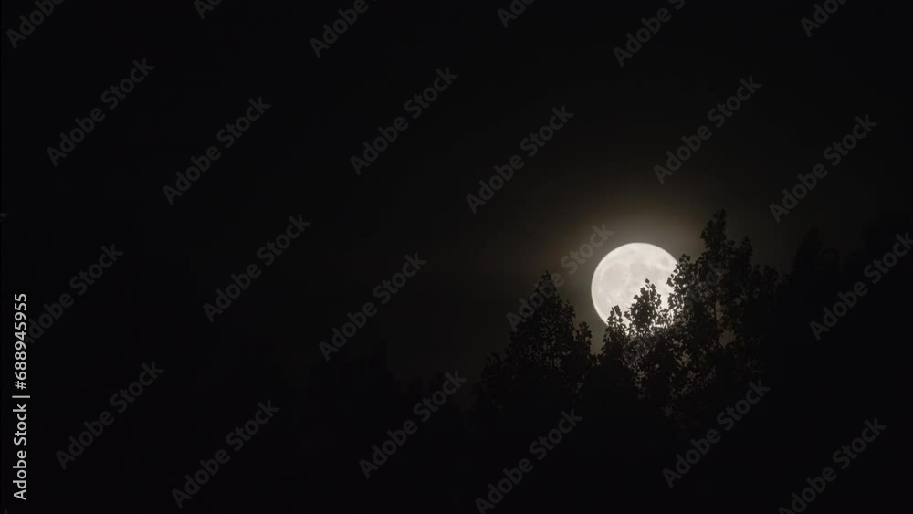 Wall mural full moon rise behind tree forest over evening sky. timelapse