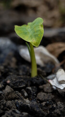 baby taro plants growing in the wild