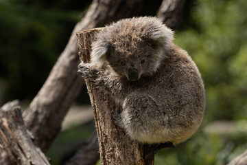 A Baby Koala (phascolarctos cinereus) - known as a Joey.