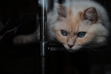 窓ガラス越しの猫