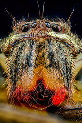 close up of a head spider