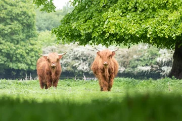 Foto op Canvas Scottish highland cow  © scott