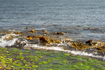 bull kelp seaweed growing on a rocky coastline by the ocean in tasmania australia