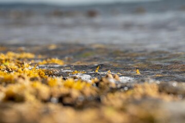 bull kelp seaweed growing on a rocky coastline by the ocean in tasmania australia