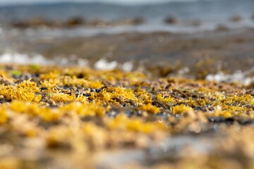 pearls of neptune seaweed on the coastline in tasmania australia