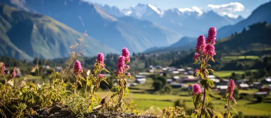 Crédence de cuisine en verre imprimé Manaslu Vibrant amaranth plants thrive in a Nepalese village field with the Himalayas as a backdrop.