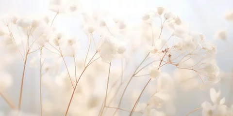 Fotobehang Delicate Dried White Flowers in Soft Macro Light © Nattadesh