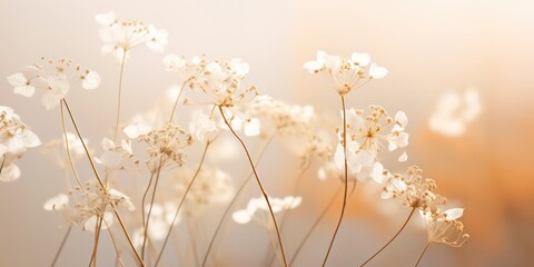 Delicate Dried White Flowers in Soft Macro Light