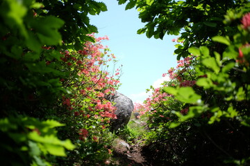 花のトンネル　登山道