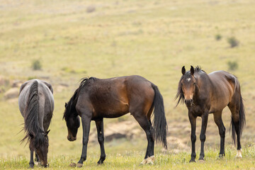 Wild horses grazing in a field in South Africa. These are undomesticated horses and the wind can be seen blowing through their manes and tails