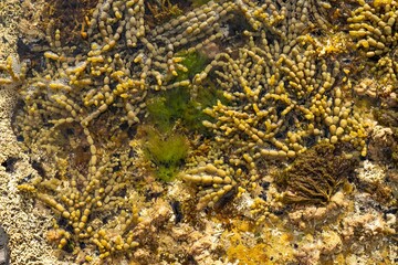 pearls of neptune seaweed on the coastline in tasmania australia