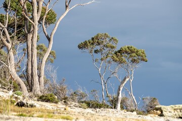 red gum eucalyptus trees growing next to the ocean and beach in tasmania australia