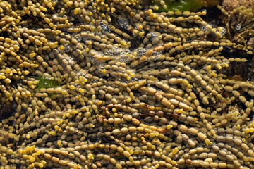 pearls of neptune seaweed on the coastline in tasmania australia