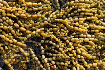 pearls of neptune seaweed on the coastline in tasmania australia