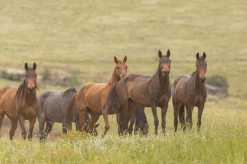 Wild horses grazing in a field in South Africa. These are undomesticated horses and the wind can be...