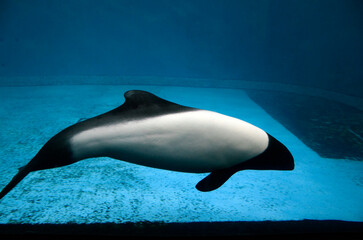 イロワケイルカ