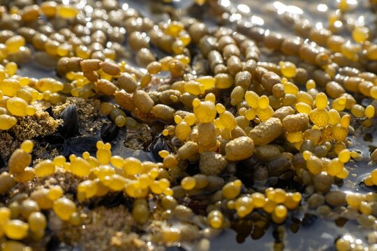 pearls of neptune seaweed on the coastline in tasmania australia