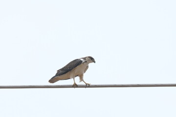 Augur Buzzard looking for hunt