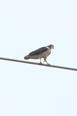 Augur Buzzard looking for hunt