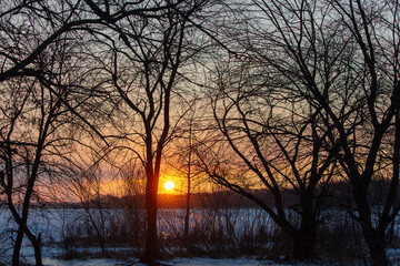 Bare tree branches at sunset in winter