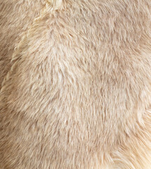 White sheep wool as an abstract background. Texture