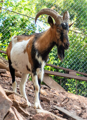 Portrait of a goat in the zoo