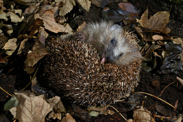 Igel (Erinaceus europaeus) - Braunbrustigel, Westeuropäischer Igel, Westigel // European hedgehog
