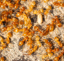 Yellow ants on the ground. Close-up