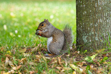 squirrel in the park eating strawberry