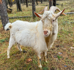 Fototapeta premium Portrait of a white goat in the forest
