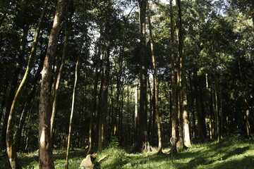 trees in the forest and camping ground