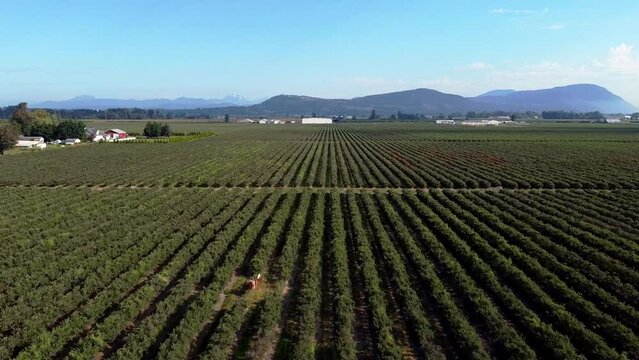 Drone Flying Over Fields in Sumas, Washington in the North Cascades