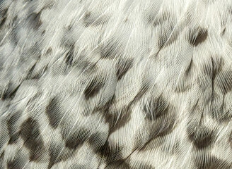 White and black owl feathers as an abstract background. Texture