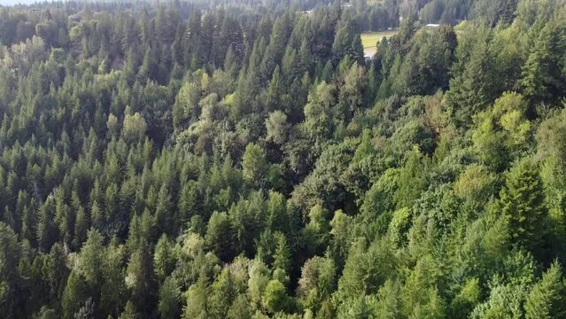 Drone reveal of a forest in Washington along the Snoqualmie Valley Trail
