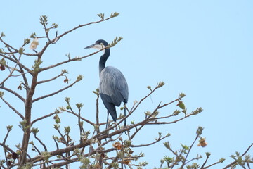 Great Blue Heron on the tree