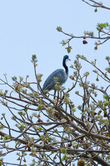 Great Blue Heron on the tree