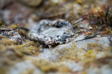 anemones on the beach in the sand in Tasmania australia