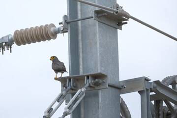 Grey Kestrel on the Catenary Pole