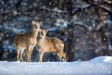 Two roe deers in the winter forest цшер snowfall. Animal in natural habitat