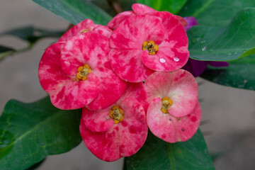 Closeup of euphorbia milii flower, also known as crown of thorns, Christ plant, or blooming Christ thorn