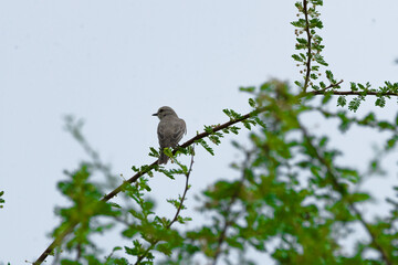 Gray Flycatcher on the tree