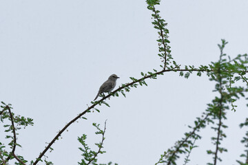 Gray Flycatcher on the tree