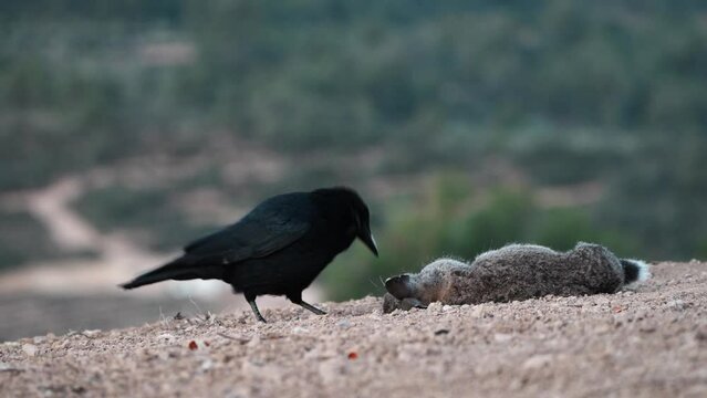 carrion crow devouring the eyes of the wild rabbit