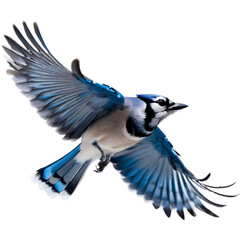 A close-up painting of a blue jay flying in the air with beautiful postures.  - obrazy, fototapety, plakaty