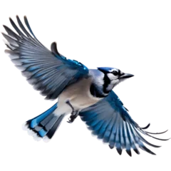 Tuinposter A close-up painting of a blue jay flying in the air with beautiful postures.  © Pram