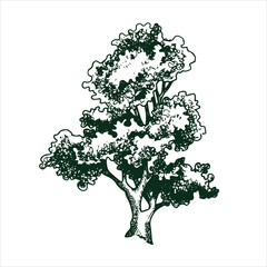 vector drawing of a tree in engraving style. vintage tree illustration, black and white sketch