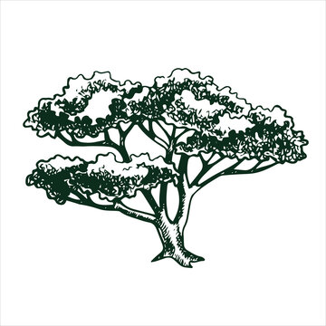 vector drawing of a tree in engraving style. vintage tree illustration, black and white sketch