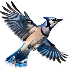 A close-up painting of a blue jay flying in the air with beautiful postures. 
