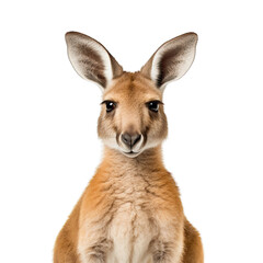 Fototapeta premium Kangaroo photograph isolated on white background